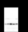 Anti-Rab10 Mouse mAb
