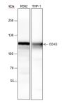 Anti-CD43 Rabbit mAb