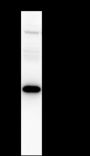 Anti-CDK5 Mouse mAb