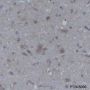 Anti-CDK5 Mouse mAb