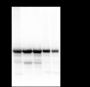 Anti-HSP90 beta Mouse mAb