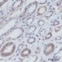 Anti-HSP90 beta Mouse mAb