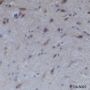 Anti-HSP90 beta Mouse mAb