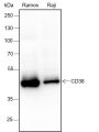 Anti-CD38 Rabbit mAb