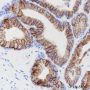 Anti-CD38 Rabbit mAb