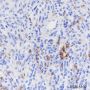 Anti-CD38 Rabbit mAb