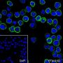 Anti-CD38 Rabbit mAb