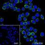Anti-CD38 Rabbit mAb