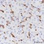 Anti-CD16a Rabbit mAb