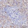 Anti-CD16a Rabbit mAb