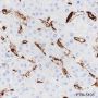 Anti-CD16a Rabbit mAb