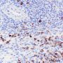 Anti-CD11b Rabbit mAb