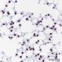 Anti-TTF1 Rabbit mAb