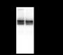 Anti-Keratin 8 Mouse mAb