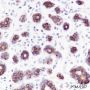 Anti-Keratin 8 Mouse mAb