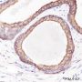 Anti-Keratin 8 Mouse mAb