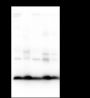 Anti-Monomethyl-Histone H3 (Lys27) Mouse mAb
