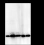 Anti-Monomethyl-Histone H4 (Lys20) Mouse mAb
