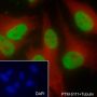 Anti-Monomethyl-Histone H4 (Lys20) Mouse mAb