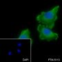 Anti-S100B Rabbit mAb