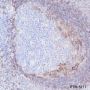 Anti-CD23 Rabbit mAb