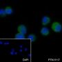 Anti-CD23 Rabbit mAb