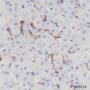 Anti-CD169/Siglec-1 Rabbit mAb