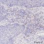 Anti-CD169/Siglec-1 Rabbit mAb