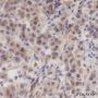 Anti-PTEN Rabbit mAb