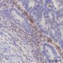 Anti-PTEN Rabbit mAb