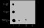Anti-Crotonyl-Histone H2B (Lys20) Rabbit pAb