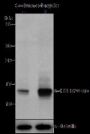Anti-Crotonyl-Histone H2B (Lys20) Rabbit pAb