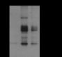 Anti-Crotonyl-Histone H2B (Lys20) Rabbit pAb