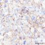 Anti-CD47 Rabbit mAb