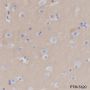 Anti-CD47 Rabbit mAb