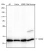 Anti-CDK2 Rabbit mAb
