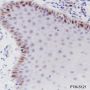 Anti-CDK2 Rabbit mAb