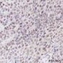 Anti-CDK2 Rabbit mAb