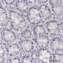 Anti-CDK2 Rabbit mAb