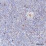 Anti-CDK2 Rabbit mAb