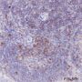 Anti-CDK2 Rabbit mAb