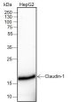 Anti-Claudin-1 Rabbit mAb