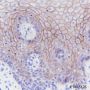 Anti-Claudin-1 Rabbit mAb