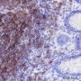 Anti-CD21 Rabbit mAb
