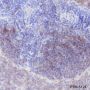 Anti-CD21 Rabbit mAb