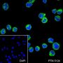 Anti-CD21 Rabbit mAb