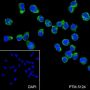 Anti-CD21 Rabbit mAb