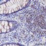 Anti-CD21 Rabbit mAb