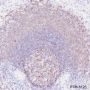 Anti-CD21 Rabbit mAb
