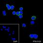 Anti-CD21 Rabbit mAb